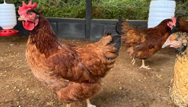 Serra Nevada House - Foto 4