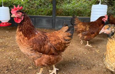 Serra Nevada House - Foto 4