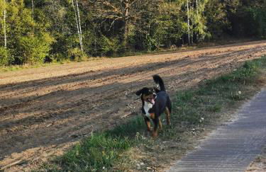 Woferlhof, Ferienhof Boxhorn - Foto 25