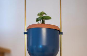 Coconut Blue - Photo 38