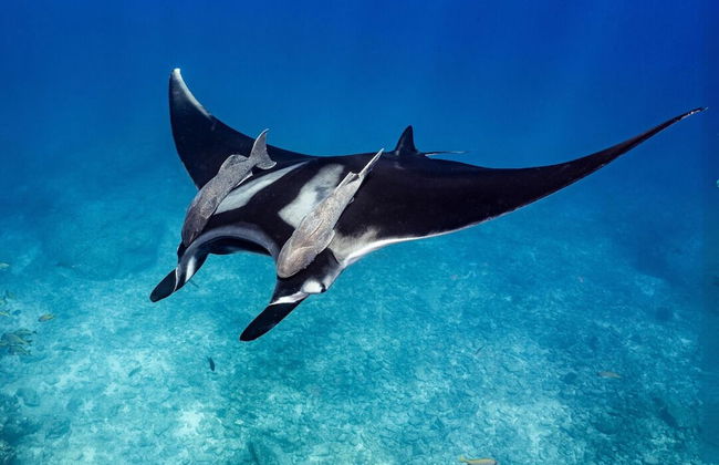 Nyaman Catamaran - Foto 29