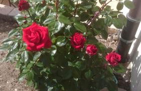 Ferienoase ENGEL - Foto 11