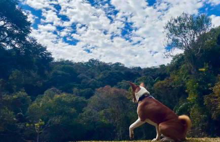 Reserva Atibaia / Casa de Montanha - Photo 25