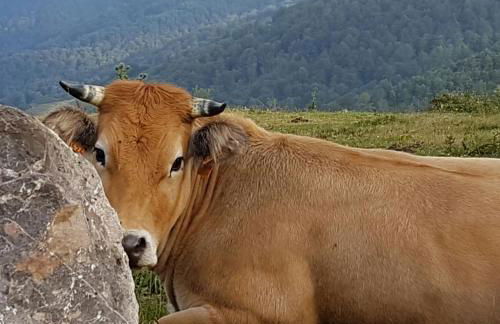 Casas rurales Valle de Bueida, jacuzzi solo en las casas el El Palacio y Viscárcel - Foto 103