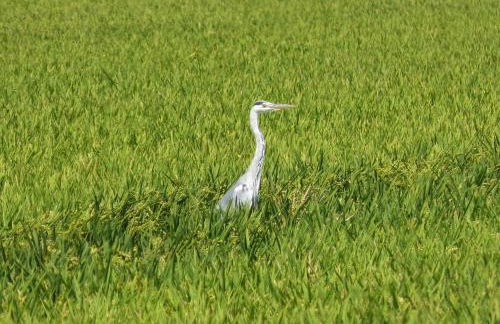 LA PAU DEL DELTA - Foto 29