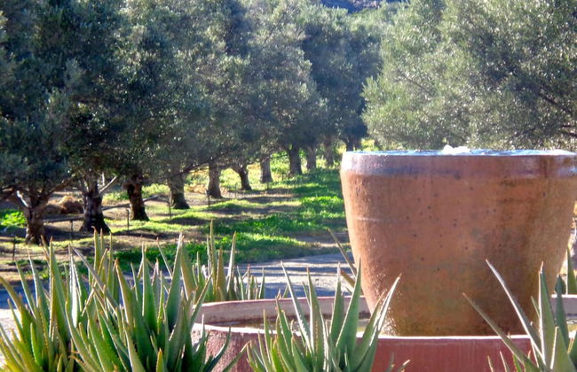 Olive Grove Guest Farm - Foto 28