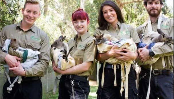 Veremos muitos cangurus