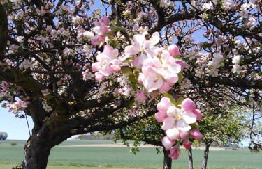 Ferienhaus Cilla - Foto 14