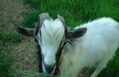 Agriturismo La Querce - Foto 18