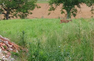 gite la bergerie - Foto 30