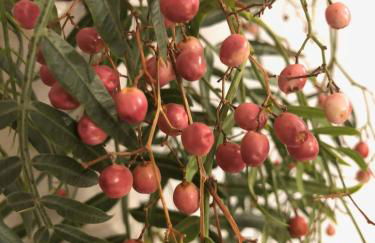 10-12-bed house in Nerja Frigiliana, Costa del Sol - Photo 36