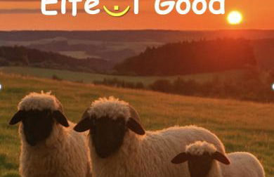 FerienLoft Eifeel Good - Natururlaub in Monschau - Foto 19
