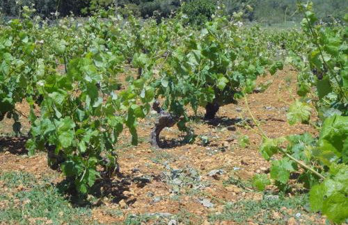 Agroturismo Sa Vinya d'en Palerm - Foto 69