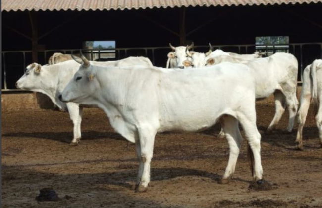 Agriturismo il Marrugio - Foto 26