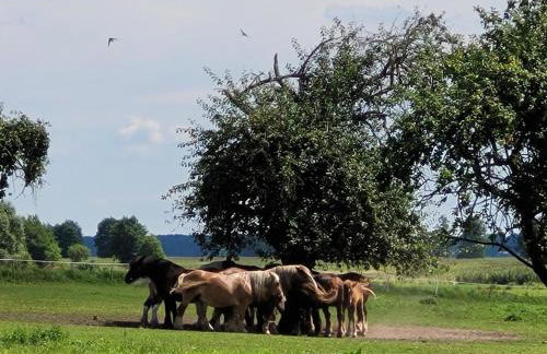 RoyalRelax Apartament w Lesie z Jacuzzi, Kinem domowym 88' - Białystok - Foto 57