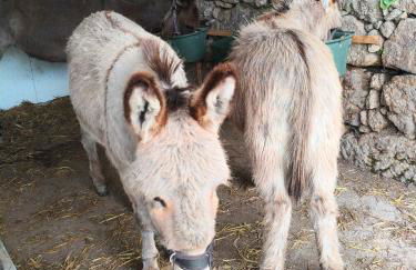 Tapada das Carvalhas - Foto 8