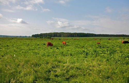 Studio Zempow, ökologisches Ferienhaus - Photo 20