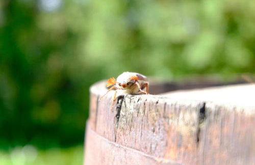 SchwarzWild - Ferienwohnung und Ferienzimmer - Foto 61