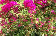 Vila Dubravka - schön und komfortabel inmitten von Olivenbäumen und Weinbergen mit Whirlpool - Foto 12