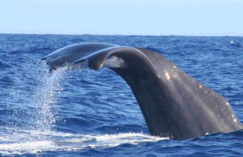 Casa Amarela - Foto 16