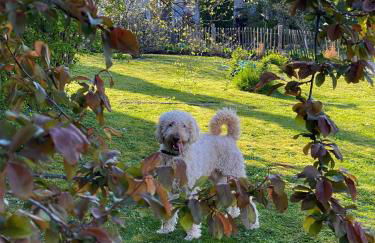 Domaine de la Serve - Foto 28