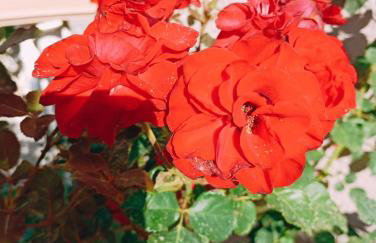 Comfort House Mimosa 2 - Photo 45