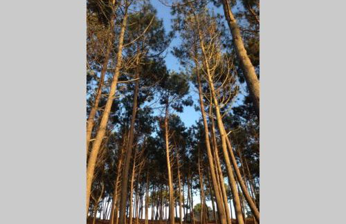 La cabane de Carol au coeur du bassin d'Arcachon - Foto 31