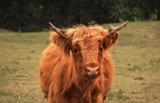 Blue Hills Ranch - Foto 74