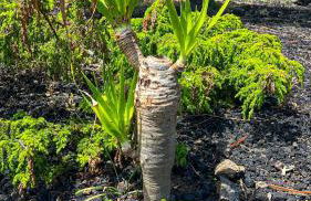 Casa Baleia Laranja Ocean-Front - Photo 48