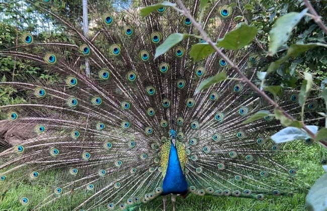 Visita a un allevamento di api con degustazione di miele - Foto 6