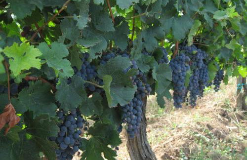 La Chartreuse d'Ertan "Les maîtres" 4 étoiles - Foto 52