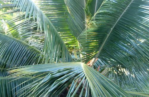 The Great Kona Escape - Foto 17