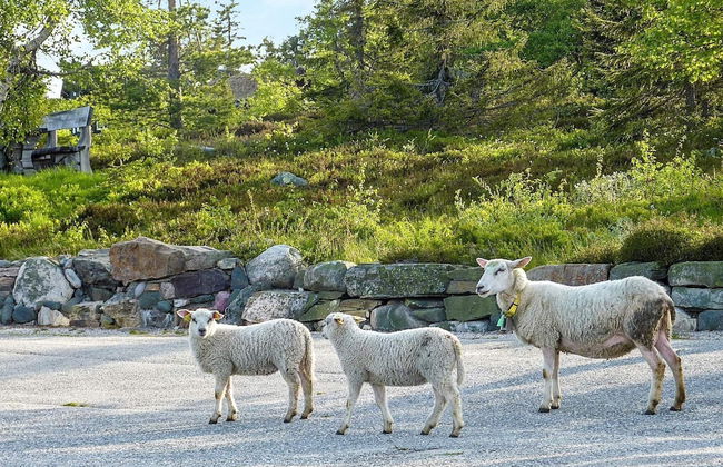 51 Person Holiday Home in BOE Telemark - Photo 33