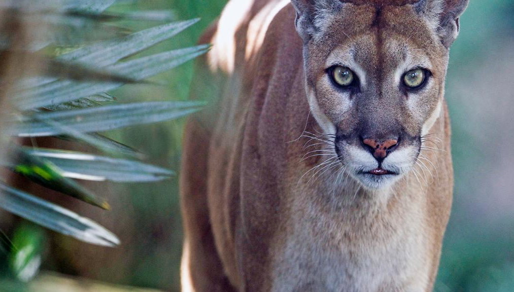 Zoo Miami - Entrada - Foto 1