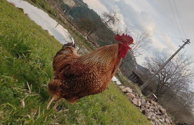 Rustic Wild Retreat IN Romania - Foto 68