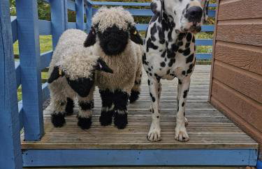 Glen Bay - 2 Bed Lodge on Friendly Farm Stay with Private Hot Tub - Foto 21