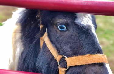 Petting Zoo! Hot Tub, 15 acres, stream & Romance! - Foto 47