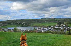 Eifel Urlaub mit Hunden Ferienhaus Schwalbennest Schalkenmehren - Foto 29