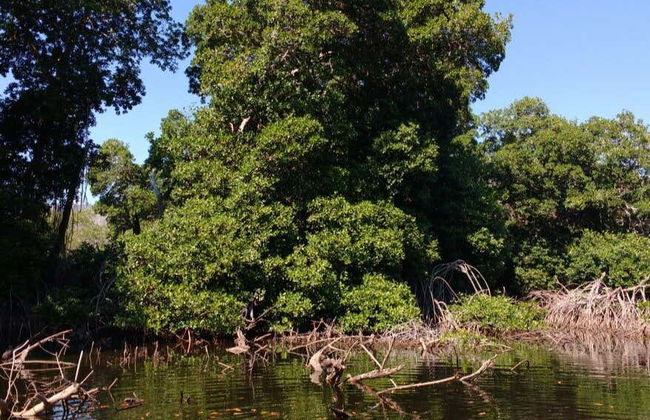 Tour por el Jardín Botánico de Acapulco - Foto 5