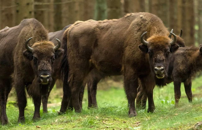 4 Person Holiday Home in Ronne - Foto 2