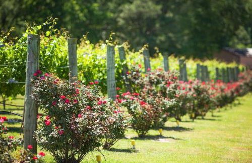 Blue Jay Cottage - Pittsburg Studio on Winery! - Foto 20