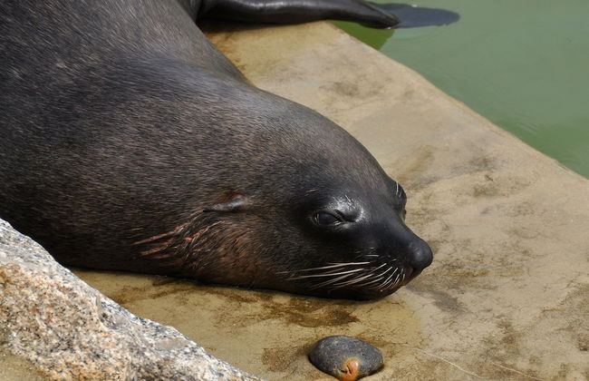 Tresowes Green Cottage - Foto 64