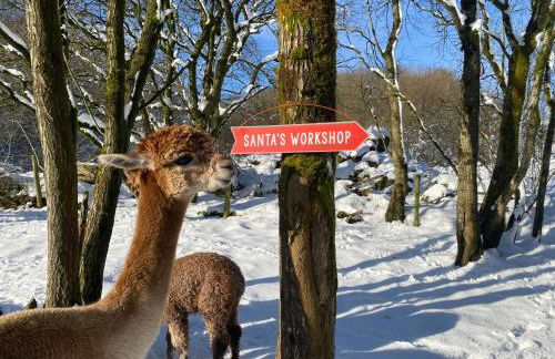 Unique Stay on an Alpaca Therapy Farm with Miniature Donkeys North Wales - Foto 13