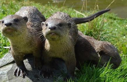 Little hideaway in the countryside Ash - Foto 29