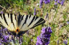 Gîte les trois abeilles - Foto 24
