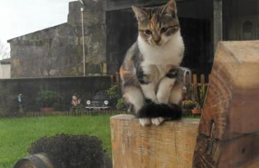 Quinta da Carlota - Photo 12