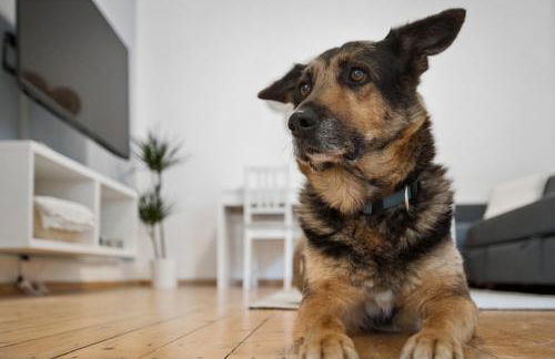 Ferienhaus für Mensch & Hund mit großer Terrasse - Foto 11