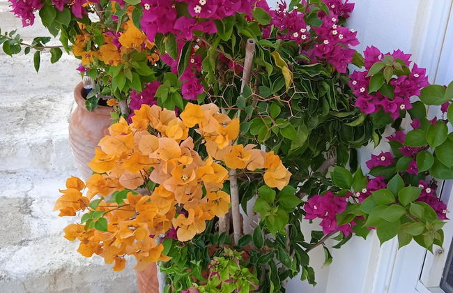 Alkistis Cozy By The Beach Apt in Ikaria Island, Therma Ground Floor - Foto 24