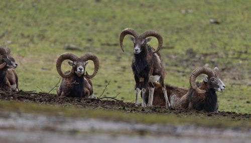 Wildpark Johannismühle - Foto 5