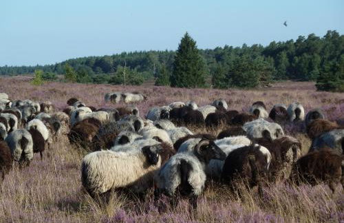 Haus Schwalbennest - Foto 21